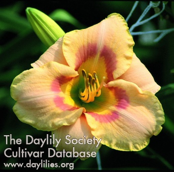Daylily Inner Harvest