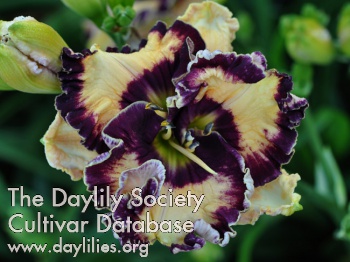 Daylily Ima Masterpiece