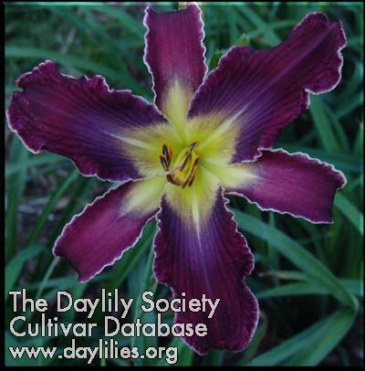 Daylily Increased Complexity