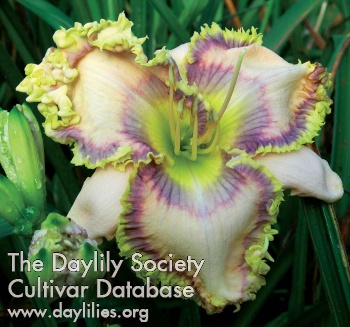 Daylily Intricate by Design