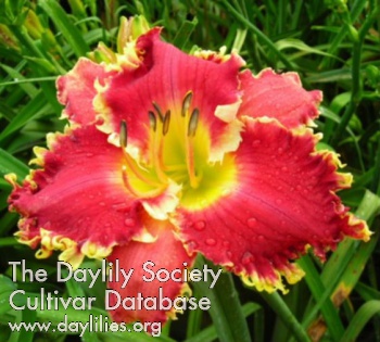 Daylily Iwanna Piranha