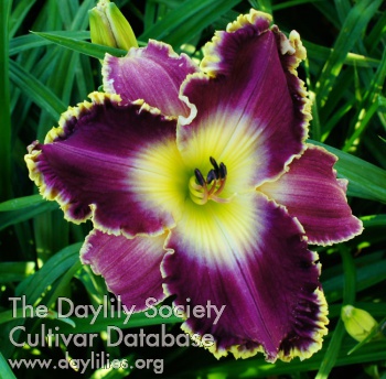 Daylily I See How You Look at Me