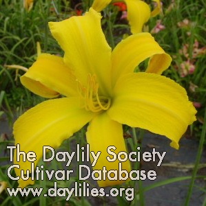Daylily Jack and the Beanstalk