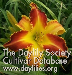 Daylily Jaws of Life