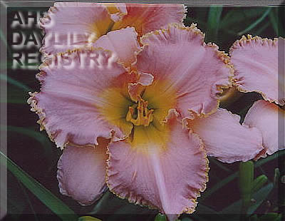 Daylily Jean Pink Remembered