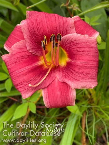 Daylily Jordan