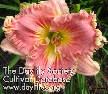 Daylily Ladybug Sweeeet