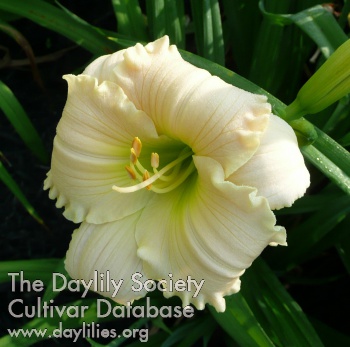 Daylily Lauren Leah