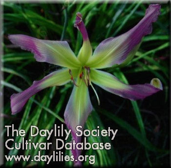 Daylily Lavender Stalactite