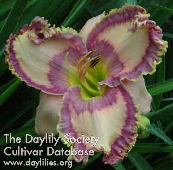 Daylily Laws of Illusion