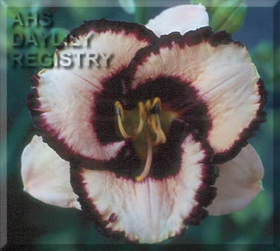 Daylily Licorice Candy