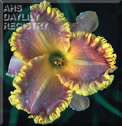 Daylily Light Years Away