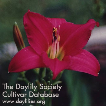 Daylily Little Business