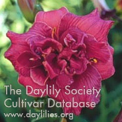 Daylily Little Show Stopper