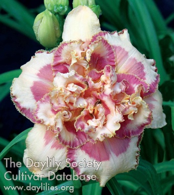 Daylily Lovely Confection