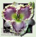 Daylily Lavender Infusion