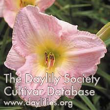 Daylily Mariska