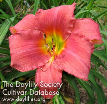 Daylily Monsignor