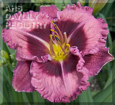 Daylily Macbeth