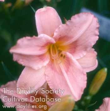 Daylily Magic Kiss