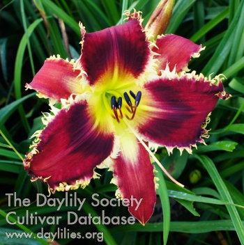 Daylily Man-eater