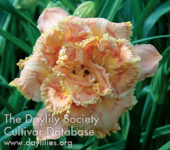 Daylily Memorable Moments