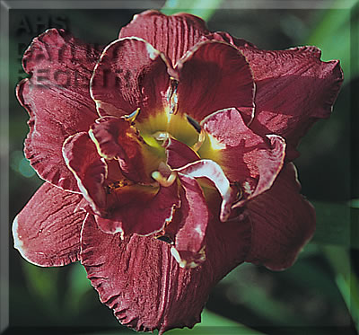 Daylily Merlot Rouge