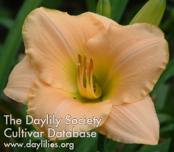 Daylily Ming Porcelain