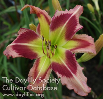 Daylily Monkian