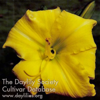 Daylily Moonshiner