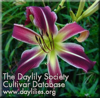 Daylily Morphin Time