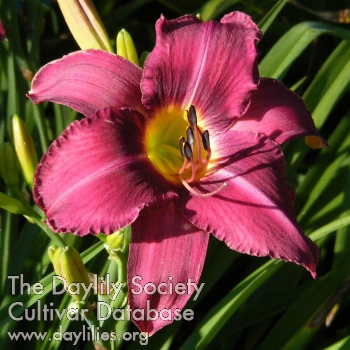 Daylily Mountain Violet