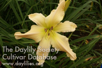 Daylily Mr Obvious