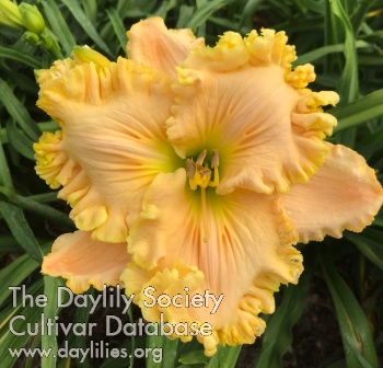 Daylily Mucho Ruffles