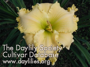 Daylily My Utmost for His Highest