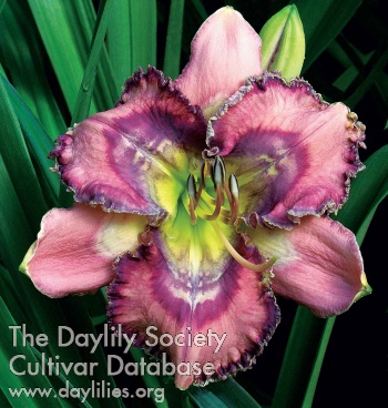 Daylily Mysterious Zodiac