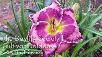 Daylily Major Carter