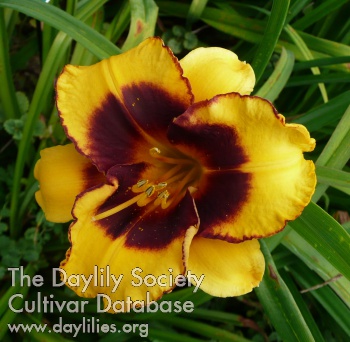 Daylily Now and Zen