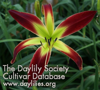 Daylily Optimus Prime