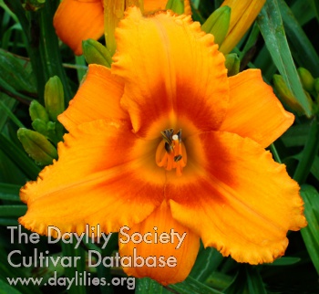 Daylily Orange Dazzler