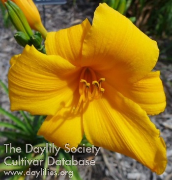 Daylily Orange Glow