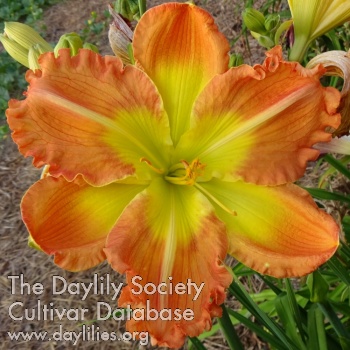 Daylily Orange Titan