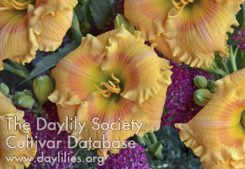 Daylily Orange Smoothie
