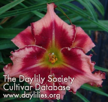 Daylily Overdrive