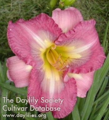 Daylily Protocol