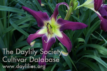 Daylily Papa Smurf