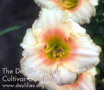 Daylily Pastel Accent