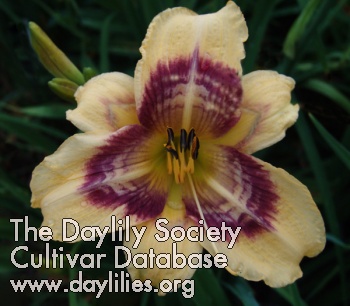 Daylily Pattern Maker