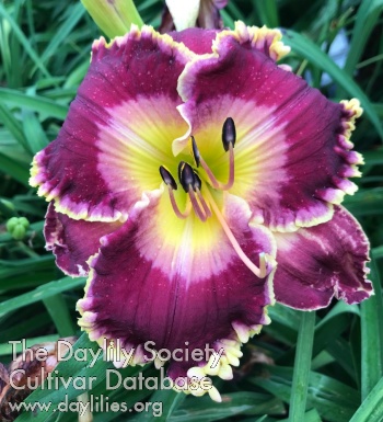 Daylily Peace in the Storm