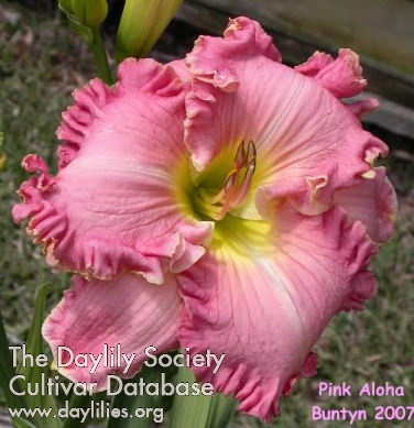 Daylily Pink Aloha
